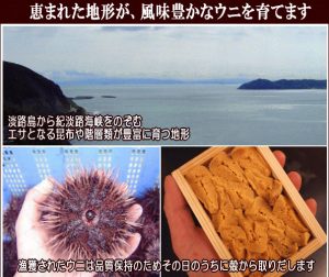 淡路島産由良の赤うに